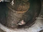 В Одессе спасатели вытащили собаку из ямы и сняли кота с дерева