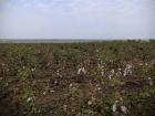 Одесский хлопок возвращается
