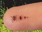 В Одесской области появились первые случаи укусов клещей