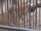 В Одесском зоопарке насилуют львов