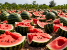 В Одесской области уничтожен урожай арбузов