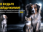 Житель Одесского района выстрелил в чужую собаку и увез раненое животное на окраину села