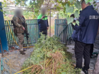 Одессит получит семь лет тюрьмы за коноплю на собственном огороде