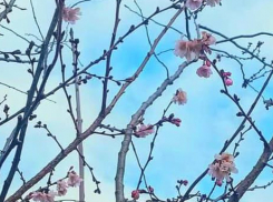В Одессе в парке Победы расцвела сакура