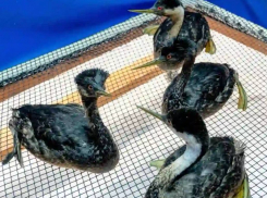 Разлив масла на одесском побережье грозит большей опасностью чем мазут для Черного моря