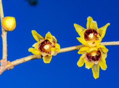 В Одесском ботаническом саду расцвел японский зимоцвет