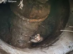 В Одессе спасатели вытащили собаку из ямы и сняли кота с дерева