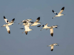 Почти 300 птиц удалось спасти после разлива масла у берегов Одессы