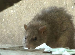 Крысиный пир: чиновники Одессы осваивают бюджет на борьбу с грызунами