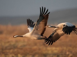 В Одессе становится всё меньше птиц из-за взрывов