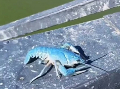 «Совершенно голубой»: под Одессой поймали считавшееся вымершим членистоногое