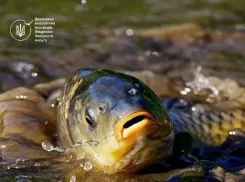 В Одесской области ввели ограничения на рыбалку