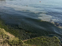 Почему у берега Одессы гниют водоросли: версия Инфоксводоканала