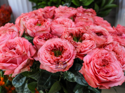 В Одессе стартовал цветочный бум с разбросом цен в 30 раз