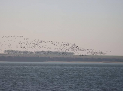 В одесскую область прилетели стаи белолобых гусей