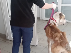 В Одесской области священник полтора года морил голодом своего алабая