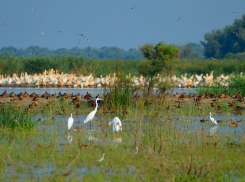 Придунайскому краю Одесчины грозит засуха и эко-катастрофа