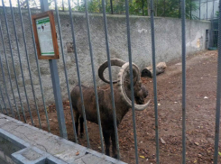 Директора Одесского зоопарка обвинили в издевательствах над животными