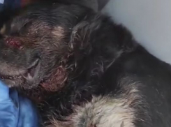 В Одессе начали лечение пса, которого ранили в голову