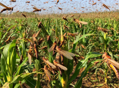 Саранча, жара, потоп: грозит ли Одессе голод после уничтожения урожая