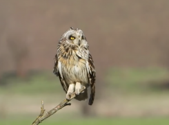 В Одесской области в дикую природу вернули одну из самых редких сов
