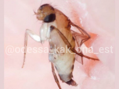 В Одессе нашли опасную муху, которая переносит холеру и может поселиться в глазу