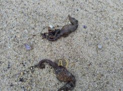 Экологи подтвердили массовую гибель морских коньков в Одессе и назвали причину