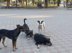 В Одесской области закрылась последняя организация помощи животным