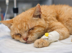 В Одессе началась эпидемия кошачьей чумки