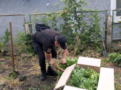 Житель Одесской области вырастил у себя во дворе конопляный сад