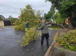 В Одессе дерево обрушилось на машину, приватизировавшую парковку