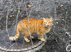 Одесситы пожаловались на мужчину, который стрелял по котам, но есть нюанс