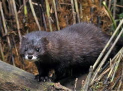 В Одесской области зафиксировали редкую европейскую норку