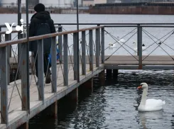 Лебеди и сотни уток заполонили паромную переправу в Черноморске