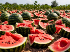 В Одесской области уничтожен урожай арбузов