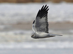 «Тузловские лиманы» в Одесской области стали убежищем для краснокнижных птиц