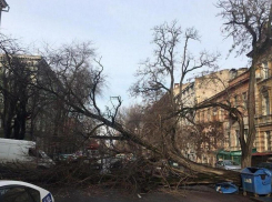 Одесситка отсудила у города 175 тысяч рублей за упавшее на машину дерево
