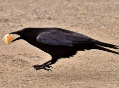 В Одессе ворона напала на ребенка и едва не заклевала малыша