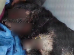 В Одессе замяли дело об убийстве Паштета