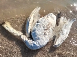 В Одесской области мертвых лебедей выбросило на берег моря