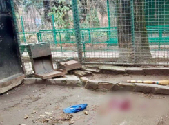 Зоозащитники потребовали расследовать убийство леопарда в одесском зоопарке