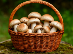 На Одесчине три человека отравились грибами: как избежать интоксикации в грибной сезон