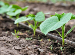 Одесса превращается в пустыню