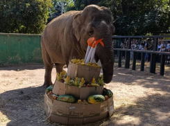 В Одесском зоопарке отметили день рождения самой взрослой слонихи Венди