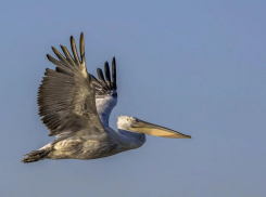 В Одесскую область прилетели редкие птицы с гривами