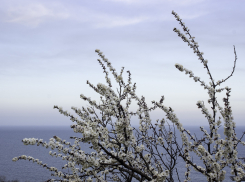 В город возвращается весеннее тепло: какая погода ждет одесситов 4 марта