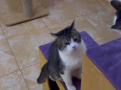 Одесский активист собрал гуманитарную помощь для кошачьего приюта