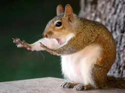 В Одессе депутаты обсуждали на сессии расследование смерти белки в зоопарке