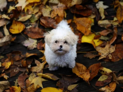 В Одессе спасли щенка из двухметровой ямы - видео