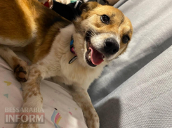 В Одесской области подстрелили очередную собаку